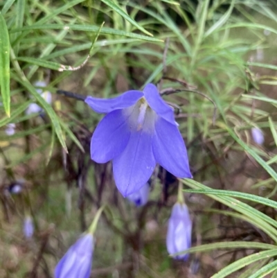 Wahlenbergia sp. (Bluebell) at Kowen, ACT - 27 Nov 2022 by Komidar