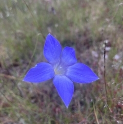 Wahlenbergia sp. at Kowen, ACT - 28 Nov 2022