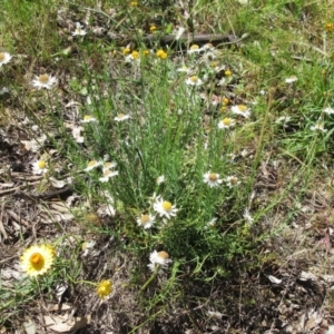 Rhodanthe anthemoides at Molonglo Valley, ACT - 26 Nov 2022