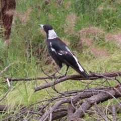 Gymnorhina tibicen (Australian Magpie) at Mount Majura - 27 Nov 2022 by MatthewFrawley