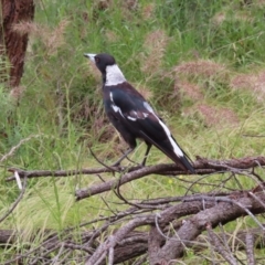 Gymnorhina tibicen (Australian Magpie) at Watson, ACT - 27 Nov 2022 by MatthewFrawley