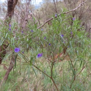 Solanum linearifolium at Watson, ACT - 27 Nov 2022 12:15 PM