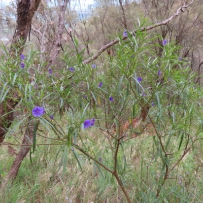 Solanum linearifolium (Kangaroo Apple) at P11 - 27 Nov 2022 by MatthewFrawley