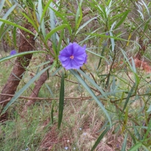 Solanum linearifolium at Watson, ACT - 27 Nov 2022 12:15 PM