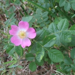 Rosa sp. (A Wild Rose) at Watson, ACT - 27 Nov 2022 by MatthewFrawley