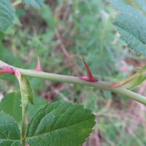 Rosa sp. at Watson, ACT - 27 Nov 2022