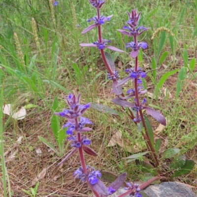 Ajuga australis (Austral Bugle) at Watson, ACT - 27 Nov 2022 by MatthewFrawley