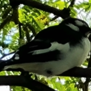 Grallina cyanoleuca at Isaacs, ACT - 27 Nov 2022 02:07 PM