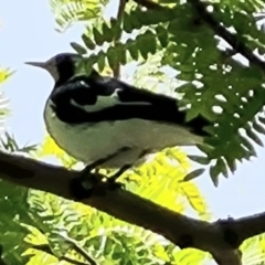 Grallina cyanoleuca at Isaacs, ACT - 27 Nov 2022 02:07 PM