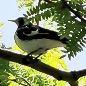 Grallina cyanoleuca at Isaacs, ACT - 27 Nov 2022 02:07 PM