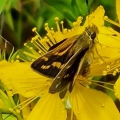 Taractrocera papyria (White-banded Grass-dart) at Symonston, ACT - 26 Nov 2022 by Mike