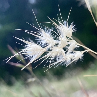 Rytidosperma sp. (Wallaby Grass) at Kowen, ACT - 27 Nov 2022 by Komidar