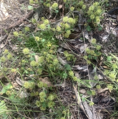Hydrocotyle laxiflora (Stinking Pennywort) at Jincumbilly, NSW - 27 Nov 2022 by BlackFlat