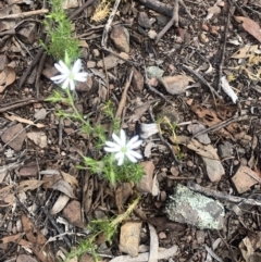 Stellaria pungens (Prickly Starwort) at Corrowong, NSW - 27 Nov 2022 by BlackFlat