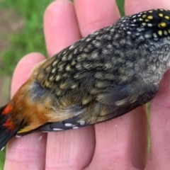 Pardalotus punctatus (Spotted Pardalote) at Corrowong, NSW - 16 Oct 2022 by BlackFlat