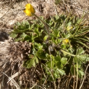 Ranunculus graniticola at Charlotte Pass, NSW - 27 Nov 2022 09:04 AM