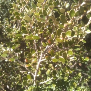 Nematolepis ovatifolia at Charlotte Pass, NSW - 27 Nov 2022