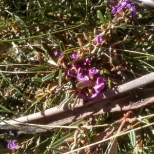 Hovea montana at Charlotte Pass, NSW - 27 Nov 2022