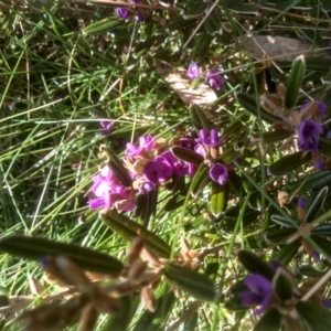 Hovea montana at Charlotte Pass, NSW - 27 Nov 2022