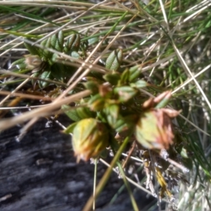 Oxylobium ellipticum at Charlotte Pass, NSW - 27 Nov 2022