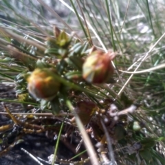 Oxylobium ellipticum at Charlotte Pass, NSW - 27 Nov 2022