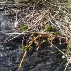 Oxylobium ellipticum at Charlotte Pass, NSW - 27 Nov 2022