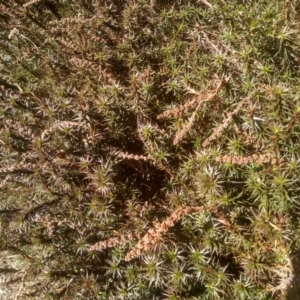 Richea continentis at Charlotte Pass, NSW - 27 Nov 2022