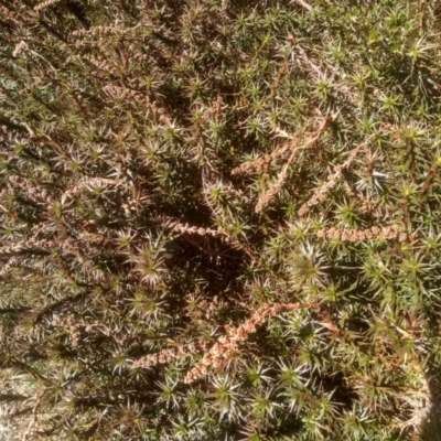 Richea continentis (Candle Heath) at Charlotte Pass, NSW - 26 Nov 2022 by mahargiani