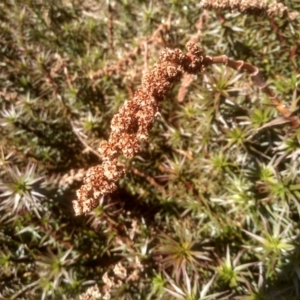 Richea continentis at Charlotte Pass, NSW - 27 Nov 2022