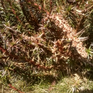 Richea continentis at Charlotte Pass, NSW - 27 Nov 2022