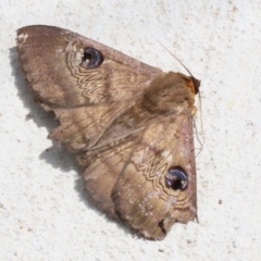 Dasypodia selenophora (Southern old lady moth) at Macarthur, ACT - 27 Nov 2022 by RodDeb