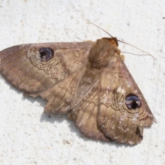 Dasypodia selenophora at Macarthur, ACT - 27 Nov 2022