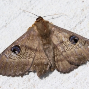 Dasypodia selenophora at Macarthur, ACT - 27 Nov 2022