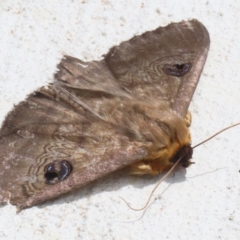 Dasypodia selenophora at Macarthur, ACT - 27 Nov 2022 02:08 PM