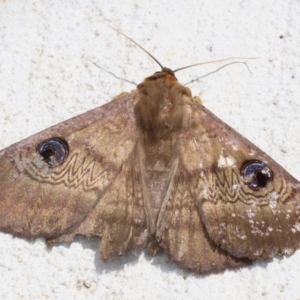 Dasypodia selenophora at Macarthur, ACT - 27 Nov 2022 02:08 PM