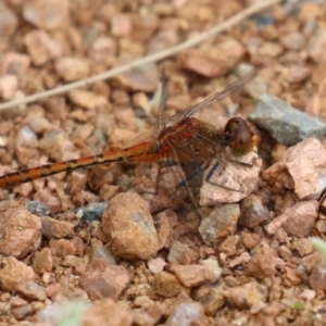 Diplacodes bipunctata at Isabella Plains, ACT - 27 Nov 2022