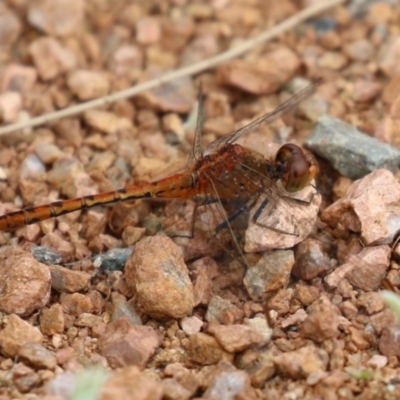 Diplacodes bipunctata (Wandering Percher) at Isabella Plains, ACT - 27 Nov 2022 by RodDeb