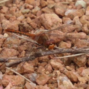 Diplacodes bipunctata at Isabella Plains, ACT - 27 Nov 2022 12:53 PM