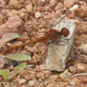 Diplacodes bipunctata at Isabella Plains, ACT - 27 Nov 2022