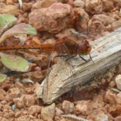 Diplacodes bipunctata at Isabella Plains, ACT - 27 Nov 2022 12:53 PM