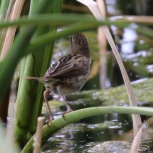 Poodytes gramineus at Isabella Plains, ACT - 27 Nov 2022