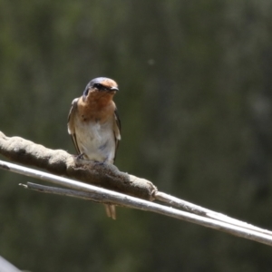 Hirundo neoxena at Isabella Plains, ACT - 27 Nov 2022