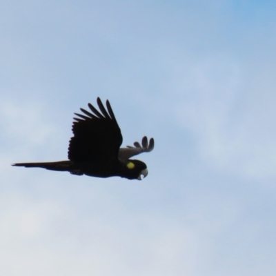 Zanda funerea (Yellow-tailed Black-Cockatoo) at Isabella Plains, ACT - 27 Nov 2022 by RodDeb