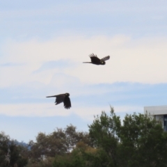 Zanda funerea at Isabella Plains, ACT - 27 Nov 2022