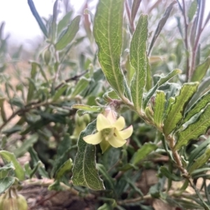 Billardiera scandens at Kowen, ACT - 28 Nov 2022 06:28 AM