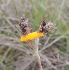 Heliocosma (genus - immature) (A tortrix or leafroller moth) at Tarengo Reserve (Boorowa) - 23 Oct 2022 by michaelb