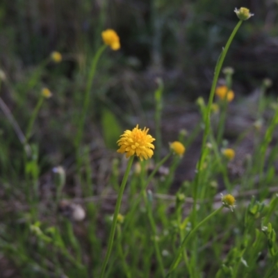 Calotis lappulacea (Yellow Burr Daisy) at Chisholm, ACT - 15 Oct 2022 by MichaelBedingfield