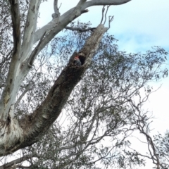 Callocephalon fimbriatum (Gang-gang Cockatoo) at Mount Ainslie - 23 Nov 2022 by EcolCara37