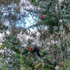 Callocephalon fimbriatum at Ainslie, ACT - suppressed