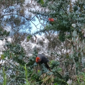 Callocephalon fimbriatum at Ainslie, ACT - suppressed